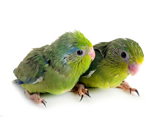 young Pacific parrotlet in studio
