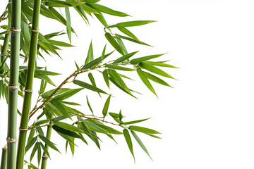 Obraz premium Bamboo with bamboo leaf isolated on white background, Tropical bamboo trunk with leaf on left side.
