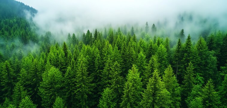 Lush green forest under a misty sky, showcasing the beauty of nature and tranquility. Perfect for nature lovers and environmental themes.