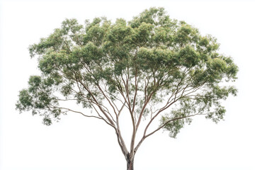 Eucalyptus tree isolated on white background, Tree with leaf and branch.	