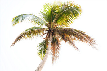 Top of coconut tree isolated on white background, Palm tree with tall trunk.
