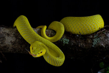 green snake on a branch