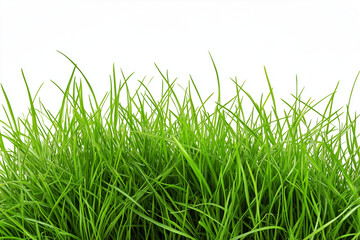 Fototapeta premium Grass field isolated on white background, Green grass bush on white.