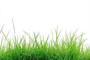 Fototapeta premium Grass field isolated on white background, Green grass bush on white. 