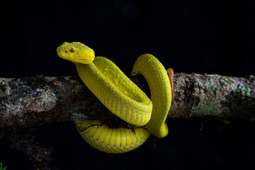snake in the grass
