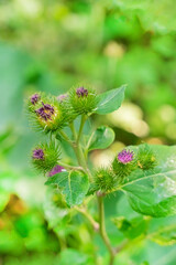 repeak with purple flowers close-up on a blurred background