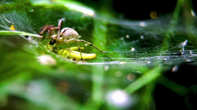 A wolf spider (Lycosidae) attacks and paralyzes a green grasshopper in its web.