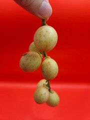 Close-up of Hand holding burmese grape or rambai. Burmese grape isolated..