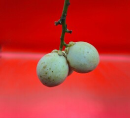 Close-up of Hand holding burmese grape or rambai. Burmese grape isolated..