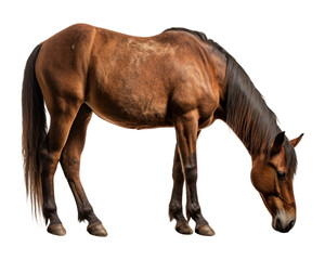 Obraz premium PNG Horse grazing animal mammal white background.