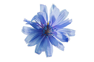 Blue chicory flower isolated on white.