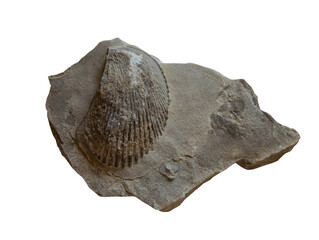 shell  fossil  in the stone on white, isolated © wlad074