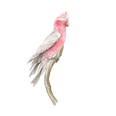 Pink cockatoo on a branch hand drawn in watercolor and isolated. © dalidasia