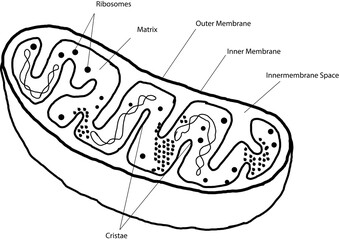 Mitochondria 