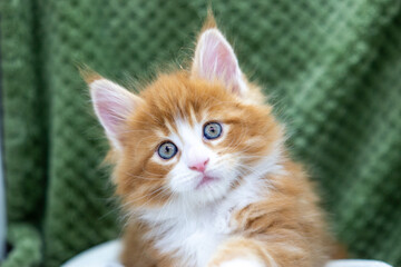 Fototapeta premium Babykatze