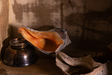 Still life with sea shells