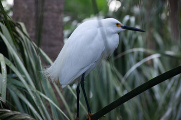 Snowy Egret