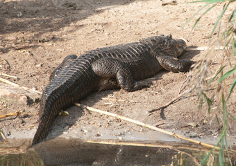 Alligator resting on the bank