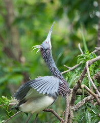 Heron in a tree