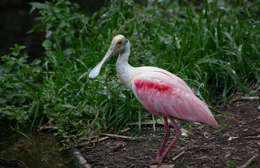 Roseate Spoonbill in a tree