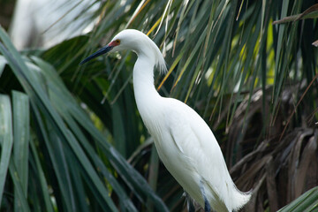 Snowy Egret in a tree
