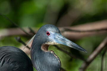Heron in nature
