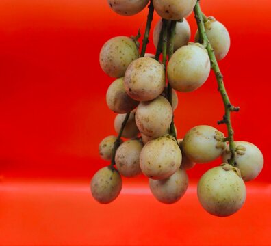 Close-up of Hand holding burmese grape or rambai. Burmese grape isolated..