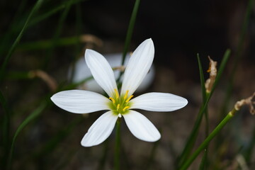 Zephyranthes candida, with common names that include autumn zephyrlily, white windflower and...