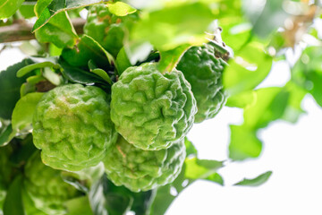 Obraz premium Bergamot, Fresh green bergamot fruit hanging from branch. bergamot tree garden and healthy food concept, group of bergamot,Bergamot medicinal plants with many