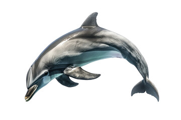 Dolphin painting, watercolor style, showing tenderness. on a white background