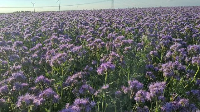 Summer evening in Germany near Panschwitz-Kuckau - Saxony field of Phacelia , June 22, 2024.Rainfarn-Phacelie. Bees picking nectar from flowers in the blooming field. Some wind alternators working.