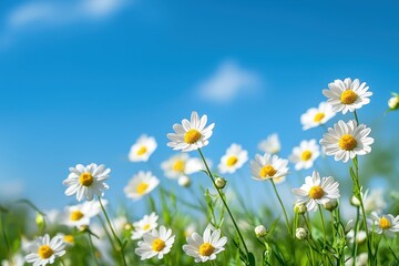 Vibrant daisy field under clear blue sky, capturing the beauty of nature and freshness of a sunny day.