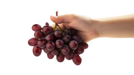 Hand holding cluster of ripe grapes isolated on transparent background