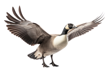 PNG A canada goose flying animal bird.