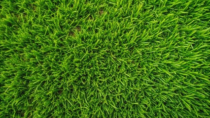 Green grass texture background Top view of bright grass garden Idea concept used for making green backdrop, lawn for training football pitch, Grass Golf Courses green lawn pattern textured background.