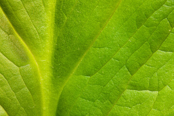 Close-up of the skunk cabbage leaf growing in mid-May within the Pike Lake Unit, Kettle Moraine State Forest, Hartford, Wisconsin