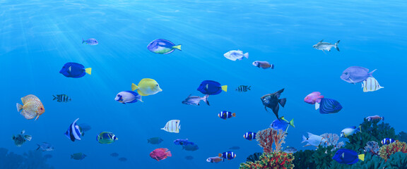 Different bright fishes and corals in sea, underwater view
