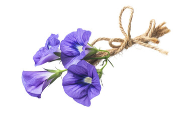 Butterfly pea flowers tied together with hemp rope on a white background
