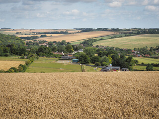 Looking back over a wheat field and down to the village of Lambourn from Coppington Hill,...