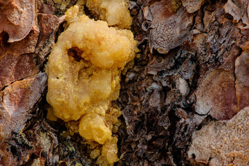 A close-up of a pitch tube of a mountain pine beetle infected (an ultimately dead) ponderosa pine tree within the Upper Beaver Meadows area of Rocky Mountain National Park, Colorado. © Drake Fleege