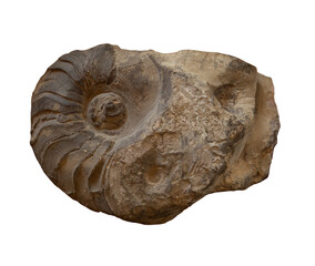 fossil of Ammonite in the stone on white, isolated