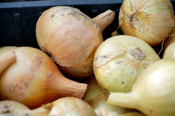 Onion just picked from the garden. Fresh onions background. Ripe onion in the greenhouse. Organic vegetables