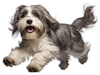 PNG Mammal animal dog pet.