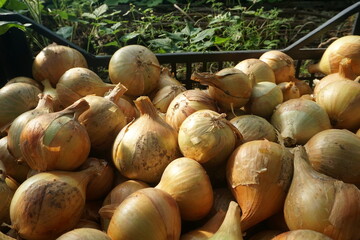 Onion just picked from the garden. Fresh onions background. Ripe onion in the greenhouse. Organic vegetables