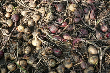 Onion just picked from the garden. Fresh onions background. Ripe onion in the greenhouse. Organic vegetables