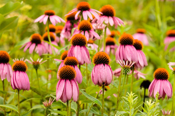 A field of purple coneflowers within the Pike Lake Unit, Kettle Moraine State Forest, Hartford,...