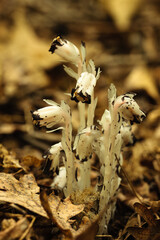 Indian Pipe wildflowers growing on in late August in the moist soil within the Pike Lake Unit, Kettle Moraine State Forest, Hartford, Wisconsin