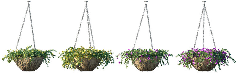 Hanging potted petunia plant isolated png on a transparent background premium cutout high resolution