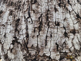 The surface of the bark has a rough texture, the brown bark grooves are natural and the holes and sharp thorns can tell the age of the tree.