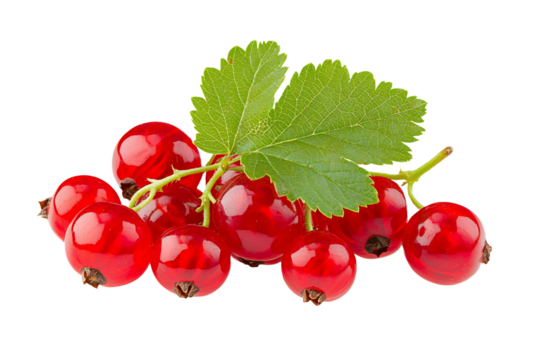 Red currants with leaves isolated on a transparent background